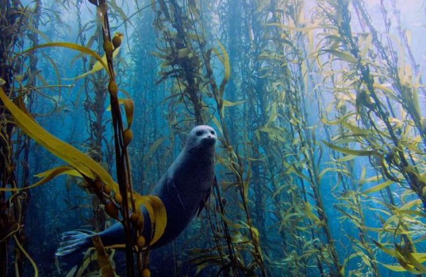 A Seal swimming amongst Kelp Forestry 