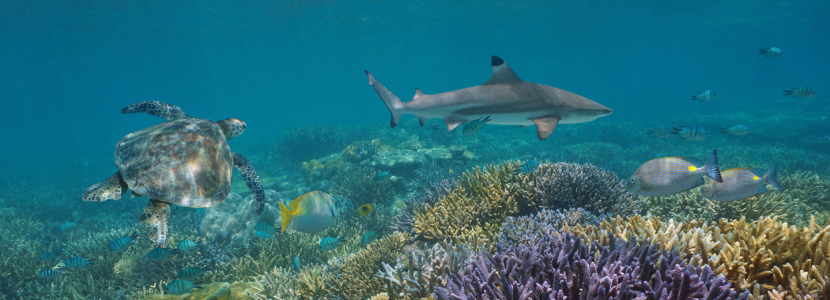 A Turtle, Shark and other Marine Wildlife in the Ocean